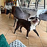 Kara participe au concours pour gagner de l'argent avec cette photo : dog, black_and_white_dog, pet, animal, smiling, open_mouth, teeth, standing, indoors, dining_room, dining_table, chairs, tablecloth, towel, tiled_floor, home, furniture, portrait, playful, funny
