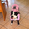 Kara a rejoint le concours — aidez-le/la à gagner de superbes lots ! dog, pet, black_and_white, pink_clothing, outfit, costume, fashion, standing, indoors, kitchen, tile_floor, home, portrait, animal, canine, short_hair, floppy_ears, white_paws, funny, photography