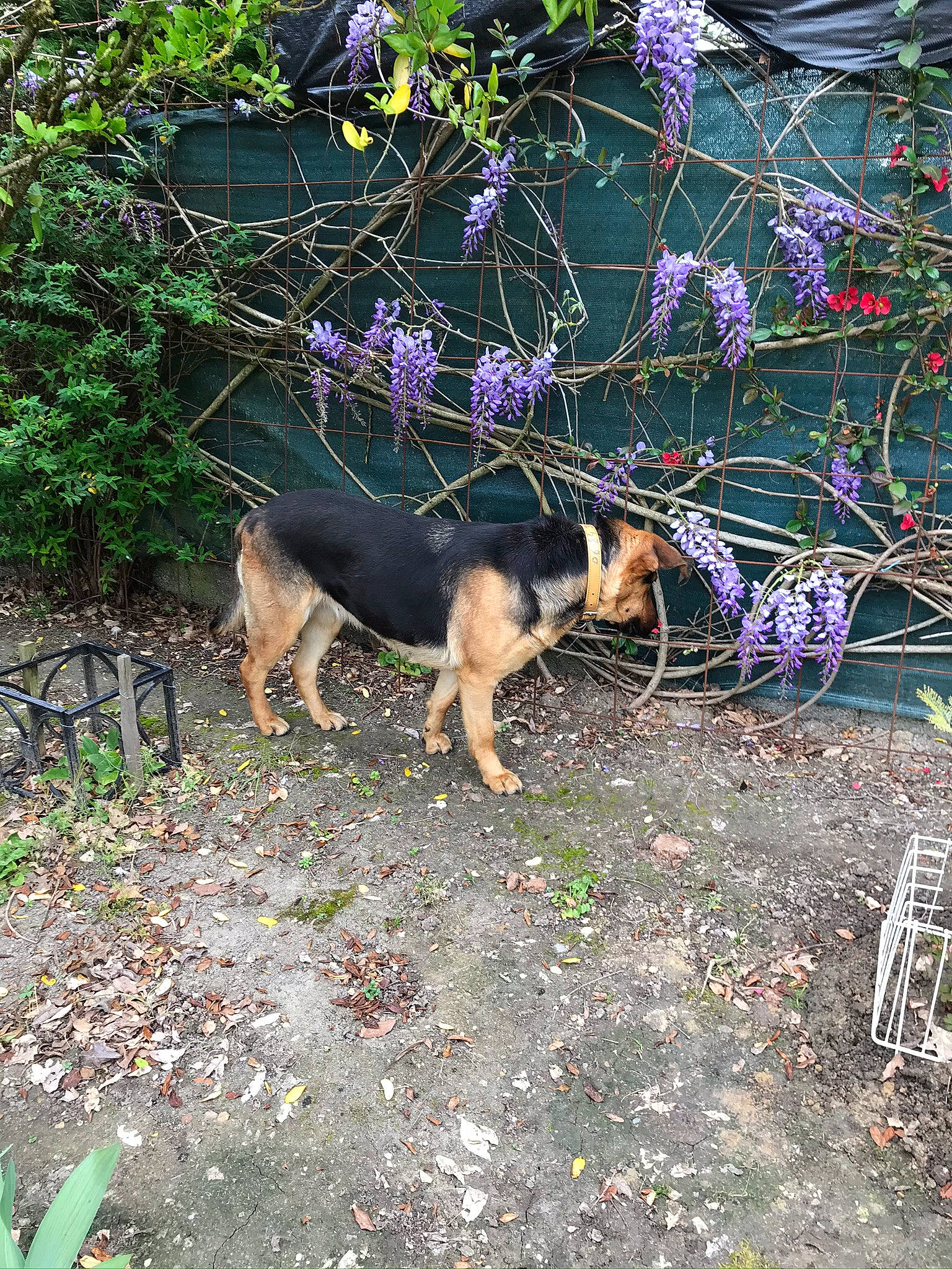 Jazzy a rejoint le concours — aidez-le/la à gagner de superbes lots ! canidae, carnivore, dog, dog_breed, east_european_shepherd, fawn, flower, german_shepherd_dog, king_shepherd, kunming_wolfdog, old_german_shepherd_dog, plant, shrub, wolfdog, working_dog