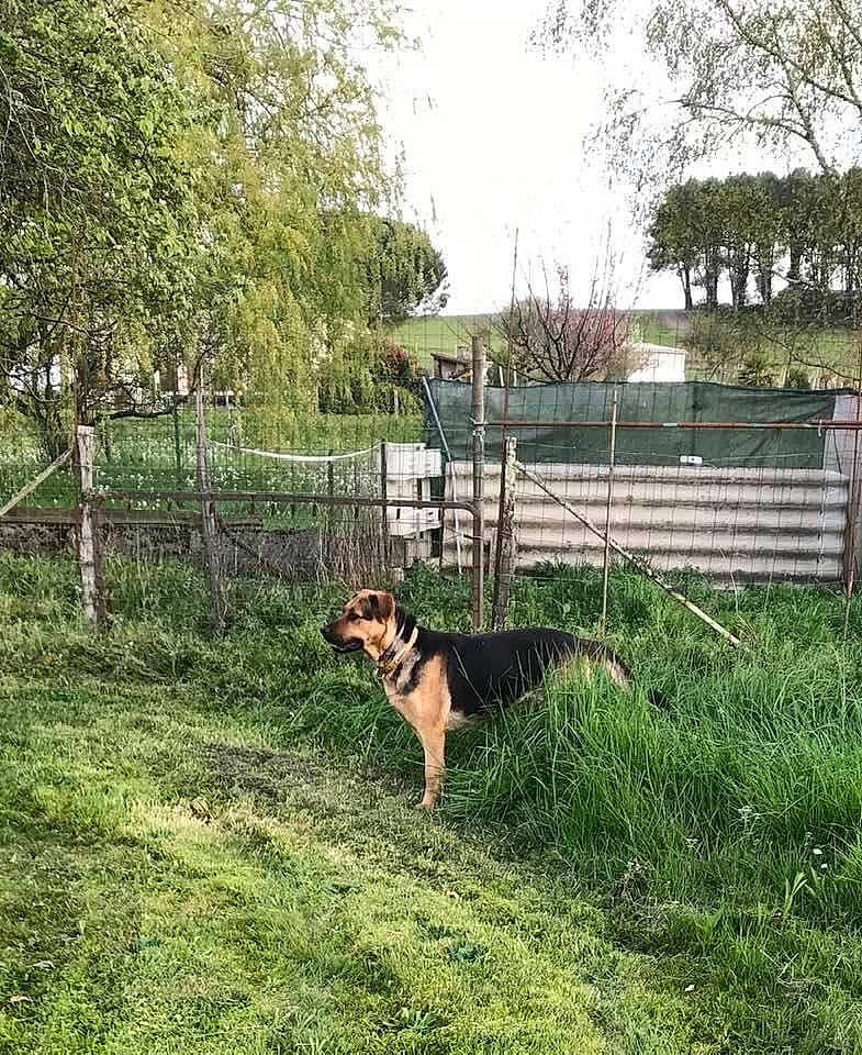 Jazzy a rejoint le concours — aidez-le/la à gagner de superbes lots ! carnivore, companion_dog, dog, dog_breed, fawn, fence, grass, grassland, herding_dog, home_fencing, land_lot, landscape, lawn, pasture, plant, sky, tail, terrestrial_animal, tree, wire_fencing