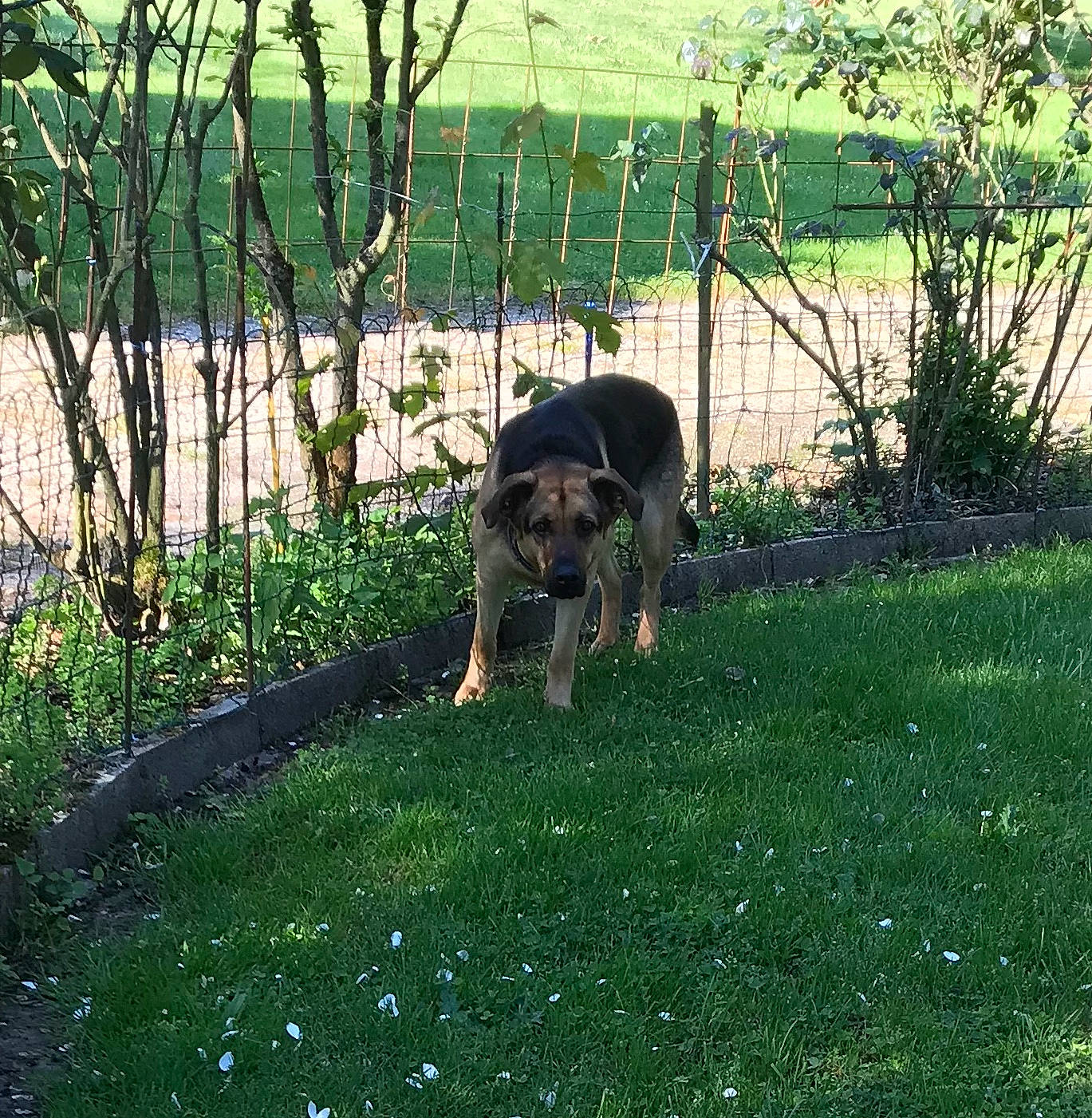 Jazzy participe au concours pour gagner de l'argent avec cette photo : carnivore, companion_dog, dog, dog_breed, fence, garden, grass, grass_family, grassland, groundcover, guard_dog, herding_dog, home_fencing, landscape, lawn, mesh, plant, shrub, wire_fencing, working_animal