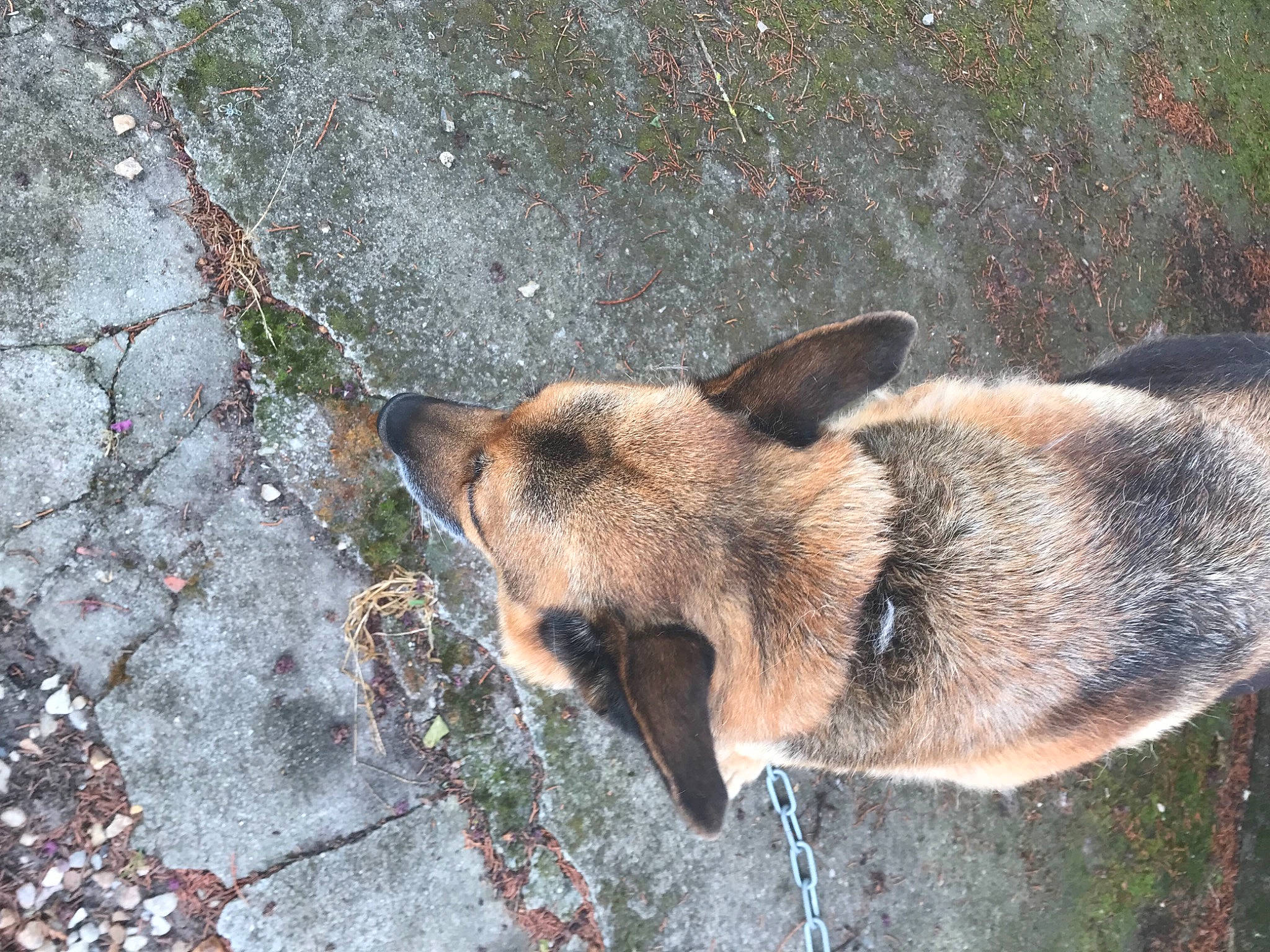 Daisy participe au concours pour gagner de l'argent avec cette photo : art, asphalt, canidae, canis, carnivore, cobblestone, concrete, dog, dog_breed, fawn, flagstone, fur, groundcover, road_surface, snout, terrestrial_animal, wildlife, wood, working_animal, working_dog
