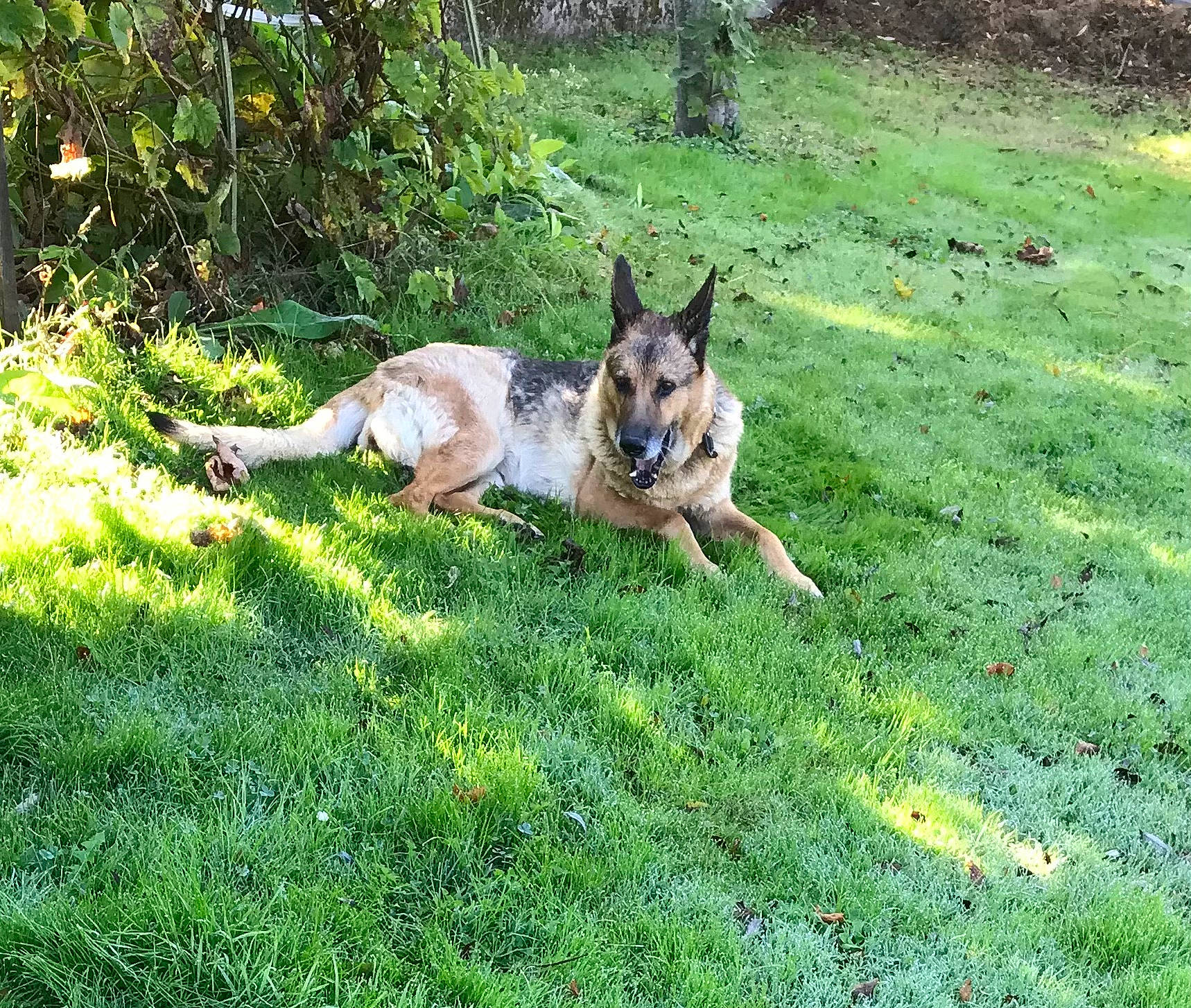 Daisy a rejoint le concours — aidez-le/la à gagner de superbes lots ! canidae, carnivore, companion_dog, dog, dog_breed, east_european_shepherd, fawn, german_shepherd_dog, grass, grassland, groundcover, herding_dog, king_shepherd, lawn, old_german_shepherd_dog, plant, sporting_group, tail, terrestrial_animal, wildlife