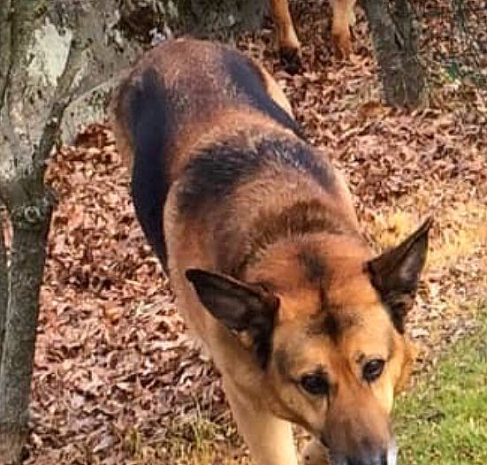 Daisy a rejoint le concours — aidez-le/la à gagner de superbes lots ! belgian_shepherd_malinois, canidae, canis, carnivore, czechoslovakian_wolfdog, dog, dog_breed, east_european_shepherd, german_shepherd_dog, king_shepherd, kunming_wolfdog, mammal, old_german_shepherd_dog, seppala_siberian_sleddog, shiloh_shepherd_dog, vertebrate, wolfdog, working_dog