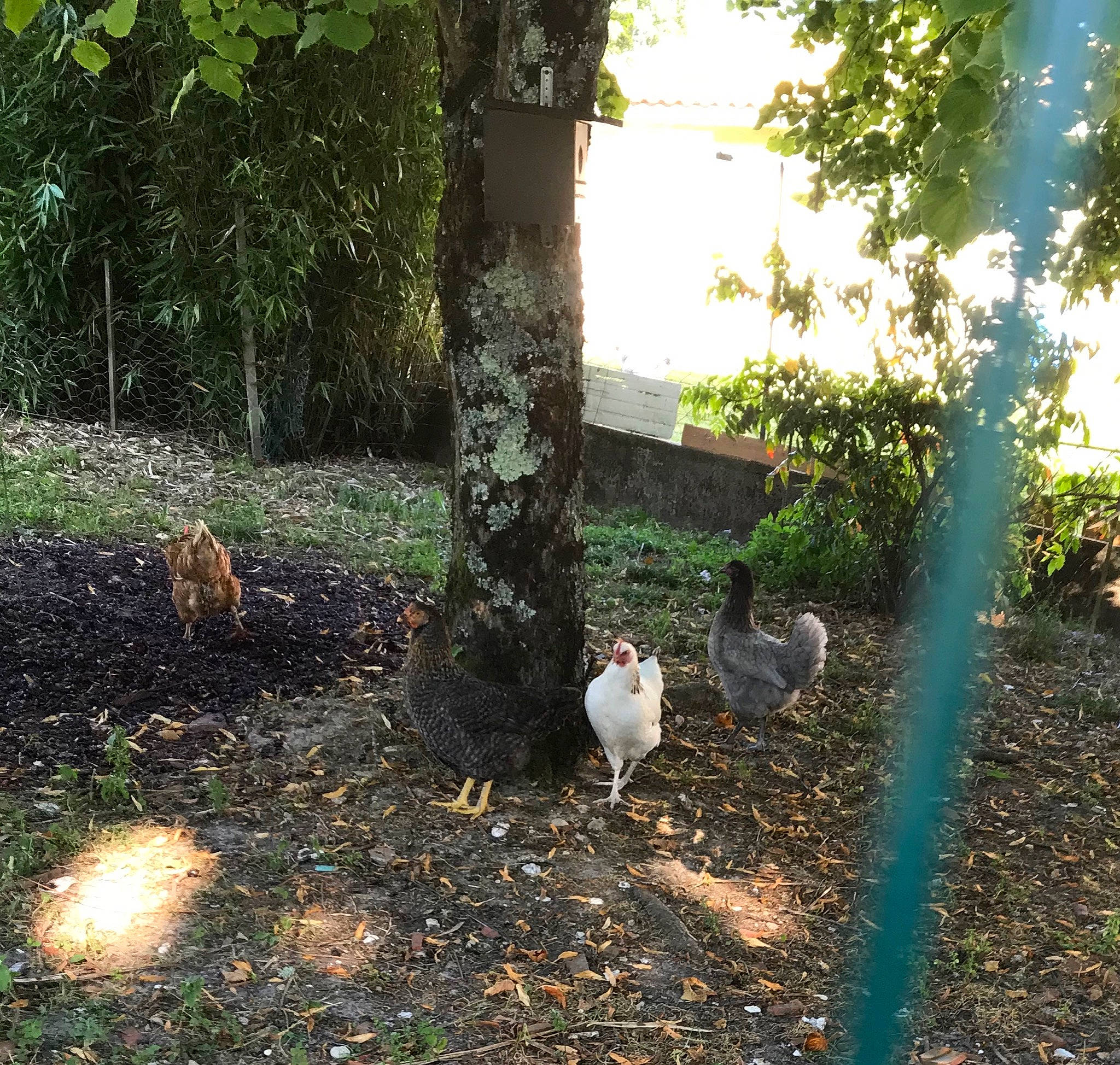 Jeunes Coc participe au concours pour gagner de l'argent avec cette photo : adaptation, beak, bird, grass, plant, shrub, soil, sunlight, tree
