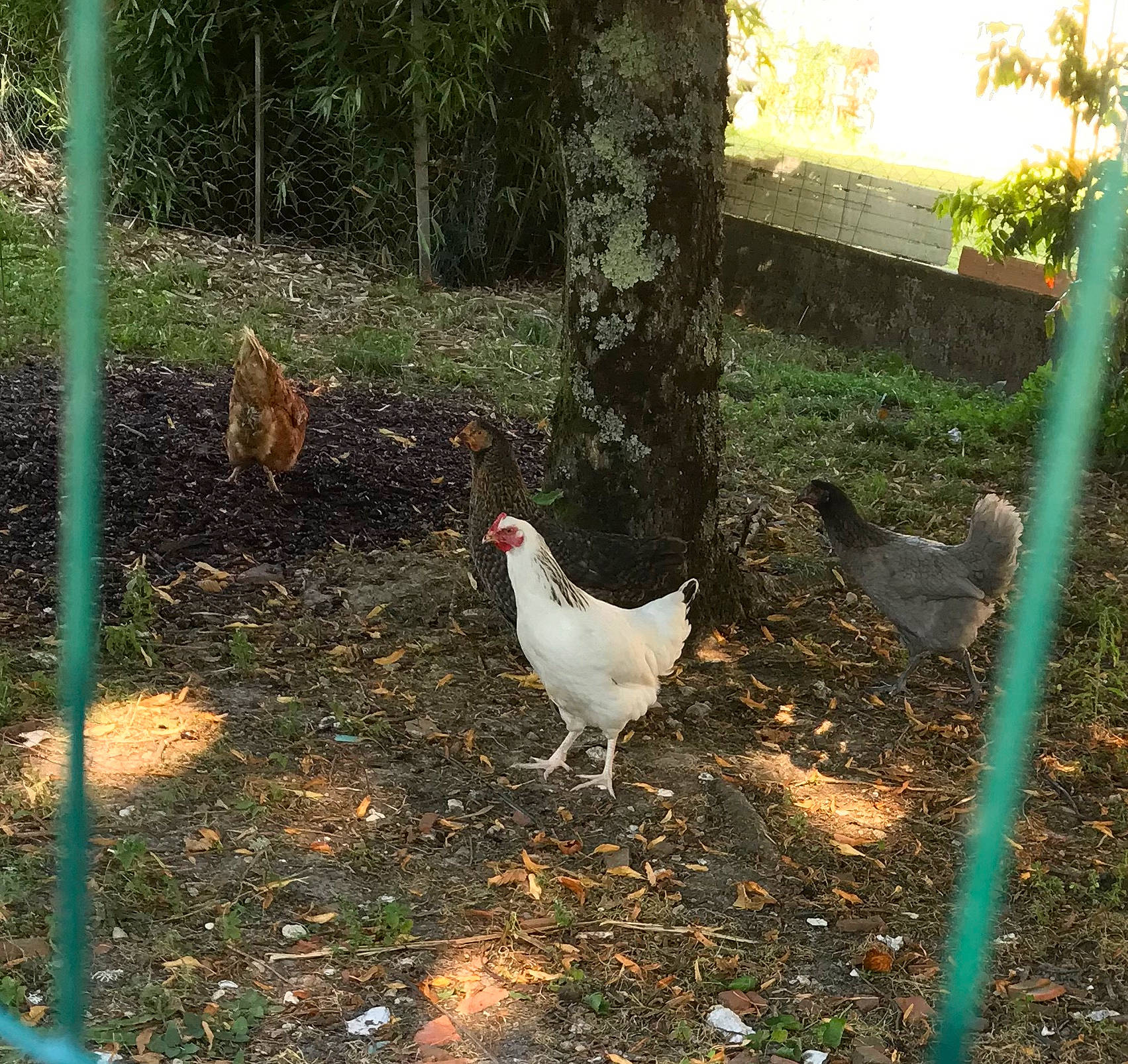 Jeunes Coc a rejoint le concours — aidez-le/la à gagner de superbes lots ! adaptation, backyard, beak, bird, chicken, fowl, galliformes, grass, livestock, phasianidae, plant, poultry, rooster, yard