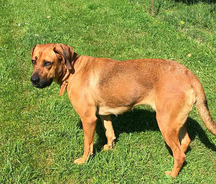 Maya