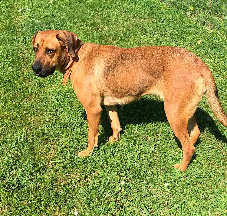 Maya participe au concours pour gagner de l'argent avec cette photo : ancient_dog_breeds, canidae, carnivore, collar, companion_dog, dog, dog_breed, dog_collar, fawn, grass, gun_dog, hunting_dog, liver, plant, snout, sporting_group, tail, terrestrial_animal, working_animal, working_dog