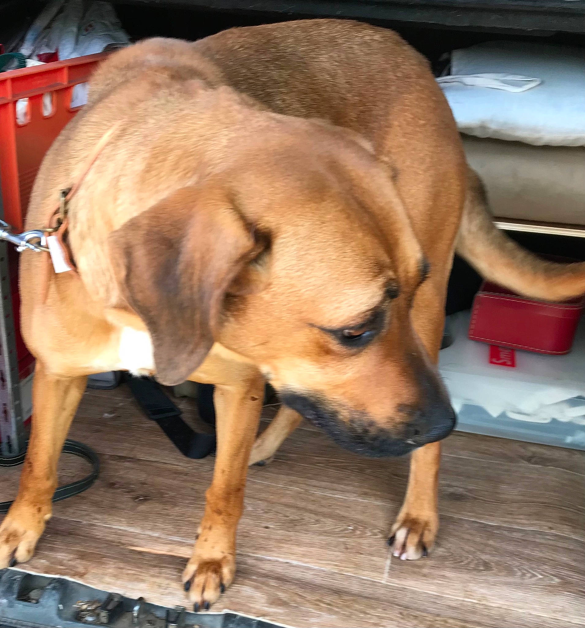 Maya a rejoint le concours — aidez-le/la à gagner de superbes lots ! canidae, carnivore, comfort, companion_dog, dog, dog_breed, fawn, floor, flooring, fur, guard_dog, hardwood, paw, snout, sporting_group, tail, whiskers, wood, working_animal, working_dog