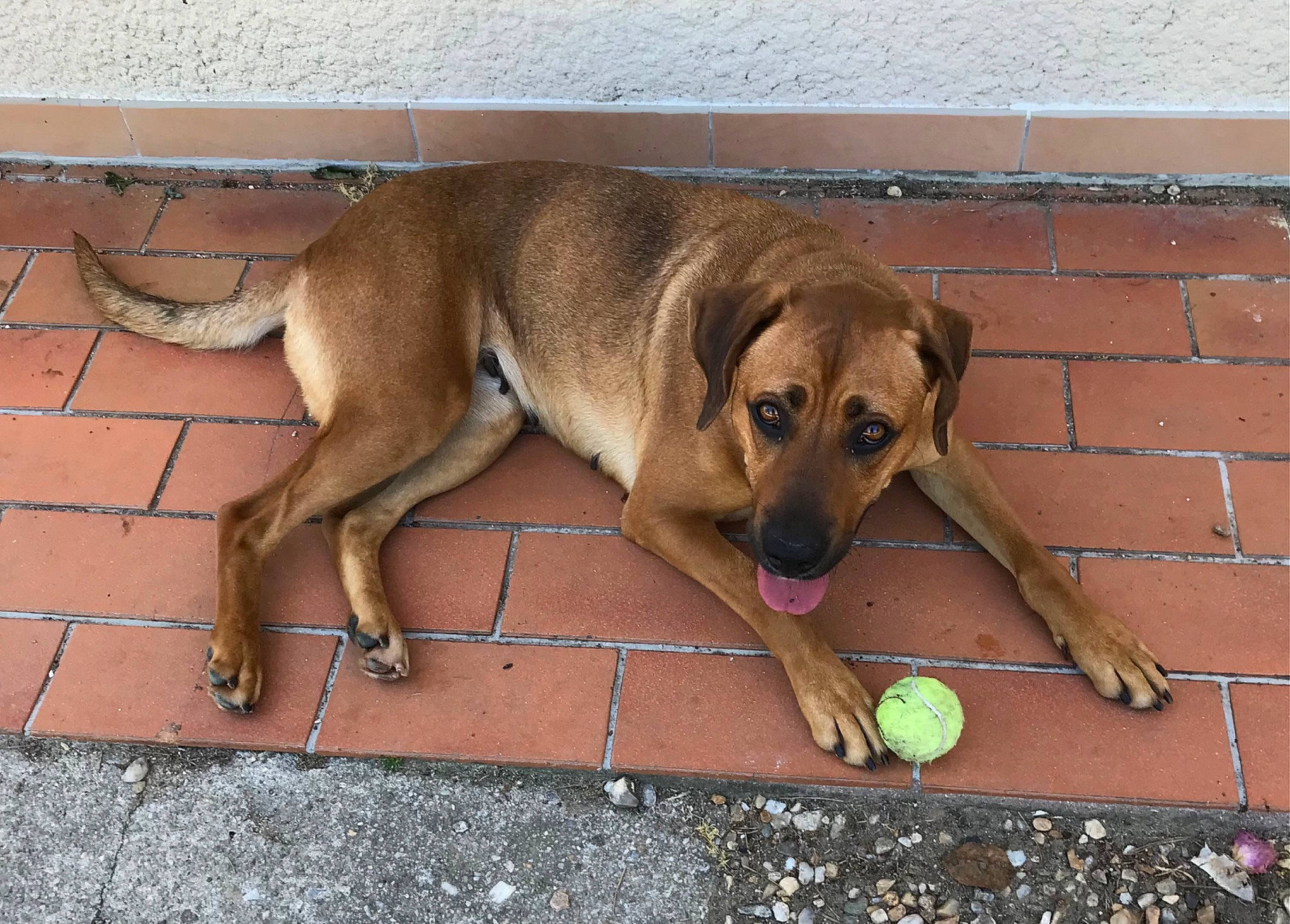 Maya participe au concours pour gagner de l'argent avec cette photo : ball, brick, brickwork, canidae, carnivore, companion_dog, dog, dog_breed, fawn, floor, flooring, paw, pet_supply, road_surface, snout, sporting_group, street_dog, tail, working_animal, working_dog