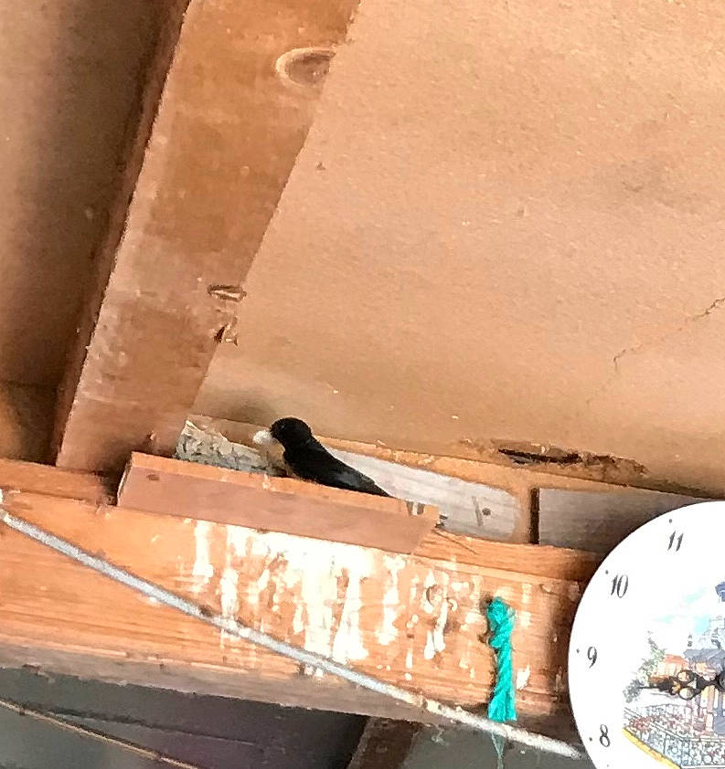 Nouvelle a rejoint le concours — aidez-le/la à gagner de superbes lots ! beam, bird, wood