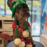 Asko participe au concours pour gagner de l'argent avec cette photo : dog, french_bulldog, puppy, hat, scarf, pom_poms, festive, knit, indoor, stool, brindle, pet, cute, animal, winter_clothing, portrait, closeup, holiday, adorable, background_blur