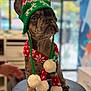 dog, french_bulldog, puppy, hat, scarf, pom_poms, festive, knit, indoor, stool, brindle, pet, cute, animal, winter_clothing, portrait, closeup, holiday, adorable, background_blur