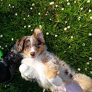 Sonic a rejoint le concours — aidez-le/la à gagner de superbes lots ! puppy, dog, grass, daisies, flower, outdoor, nature, playful, blue_eyes, fur, pet, cute, lying_down, ear, spring, field, animal, young, hiking_boot, sunlight