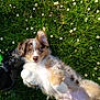 puppy, dog, grass, daisies, flower, outdoor, nature, playful, blue_eyes, fur, pet, cute, lying_down, ear, spring, field, animal, young, hiking_boot, sunlight
