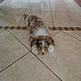 Sonic a rejoint le concours — aidez-le/la à gagner de superbes lots ! puppy, dog, sleeping, floor, tile, indoor, brown, white, black, fur, cute, pet, resting, animal, small, young, adorable, lying_down, relaxed, domestic