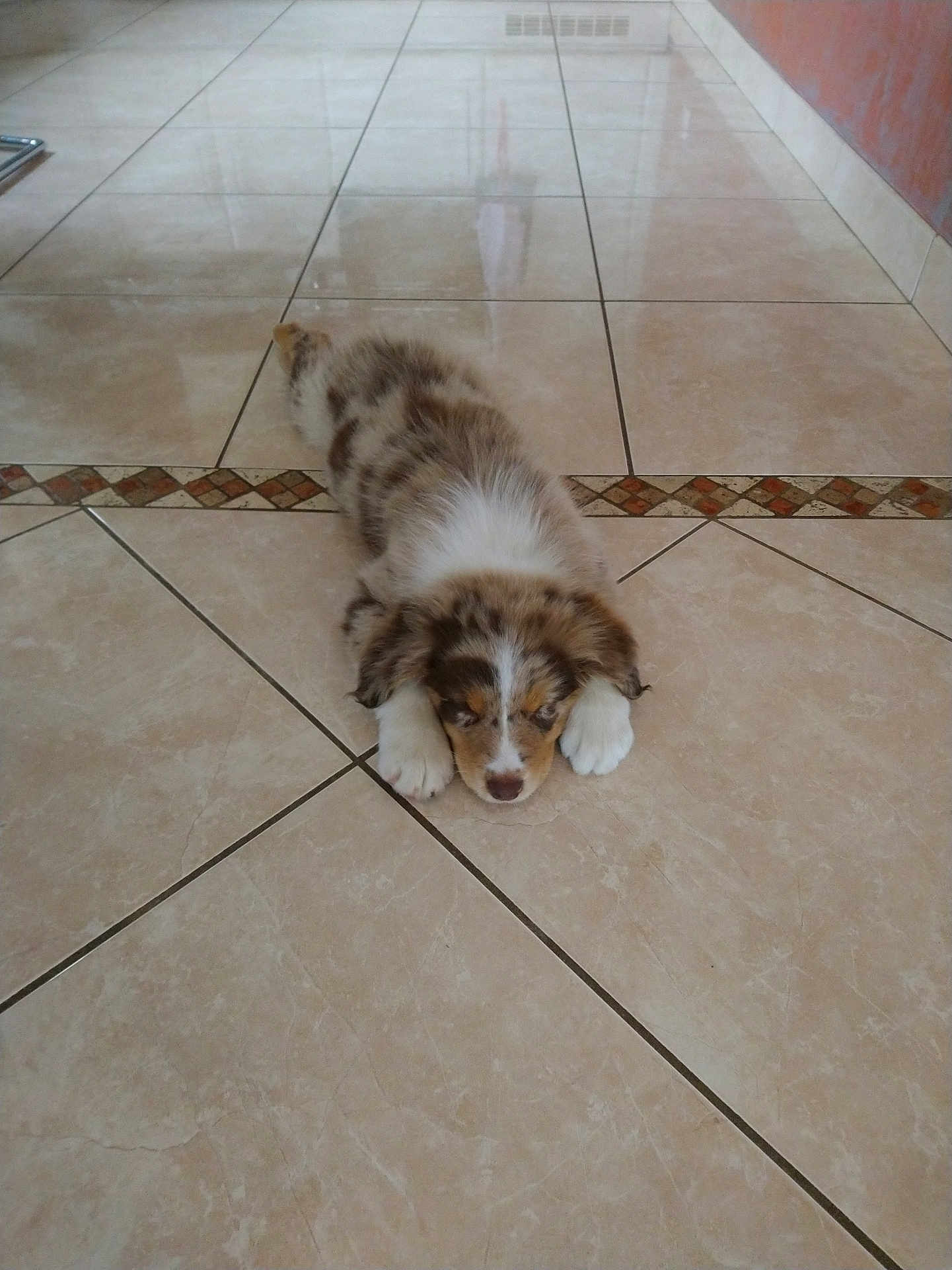 Sonic a rejoint le concours — aidez-le/la à gagner de superbes lots ! puppy, dog, sleeping, floor, tile, indoor, brown, white, black, fur, cute, pet, resting, animal, small, young, adorable, lying_down, relaxed, domestic