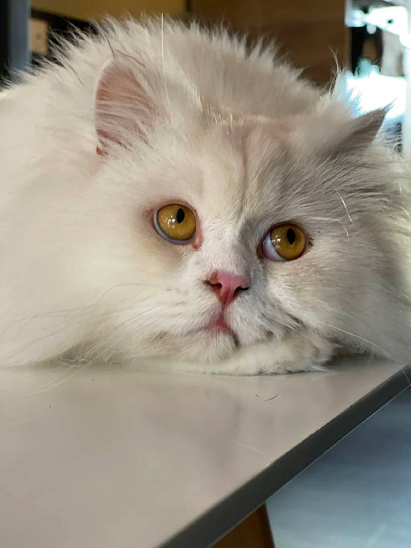 Popy participe au concours pour gagner de l'argent avec cette photo : carnivore, cat, felidae, fur, iris, persian, small_to_medium_sized_cats, snout, table, whiskers