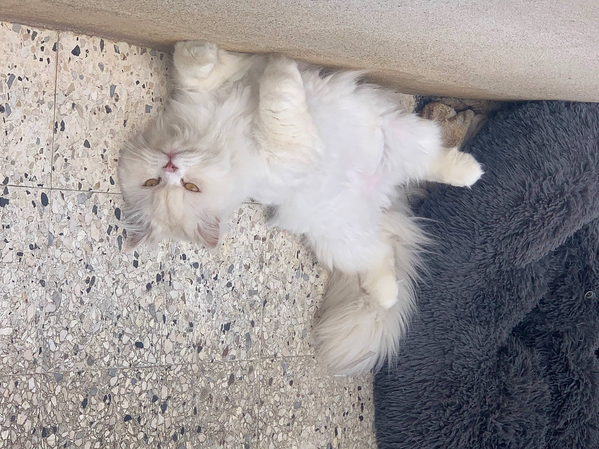 Popy participe au concours pour gagner de l'argent avec cette photo : canidae, carnivore, cat, claw, comfort, dog_breed, domestic_short_haired_cat, fawn, felidae, foot, fur, gesture, paw, small_to_medium_sized_cats, snout, soil, sporting_group, tail, terrestrial_animal, whiskers