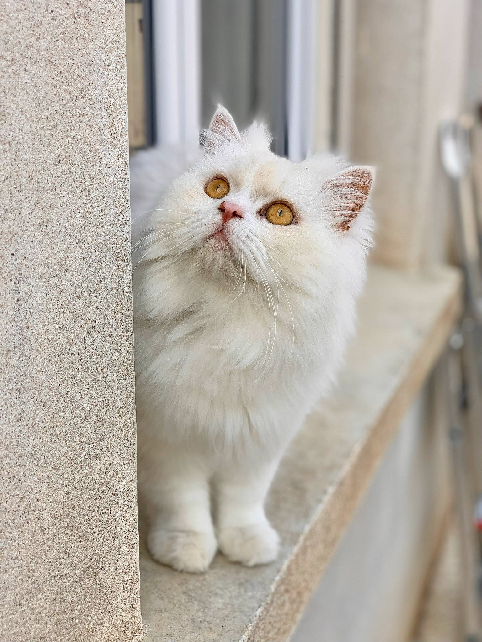 Popy participe au concours pour gagner de l'argent avec cette photo : carnivore, cat, domestic_short_haired_cat, fawn, felidae, flooring, fur, paw, small_to_medium_sized_cats, snout, tail, whiskers, window, wood