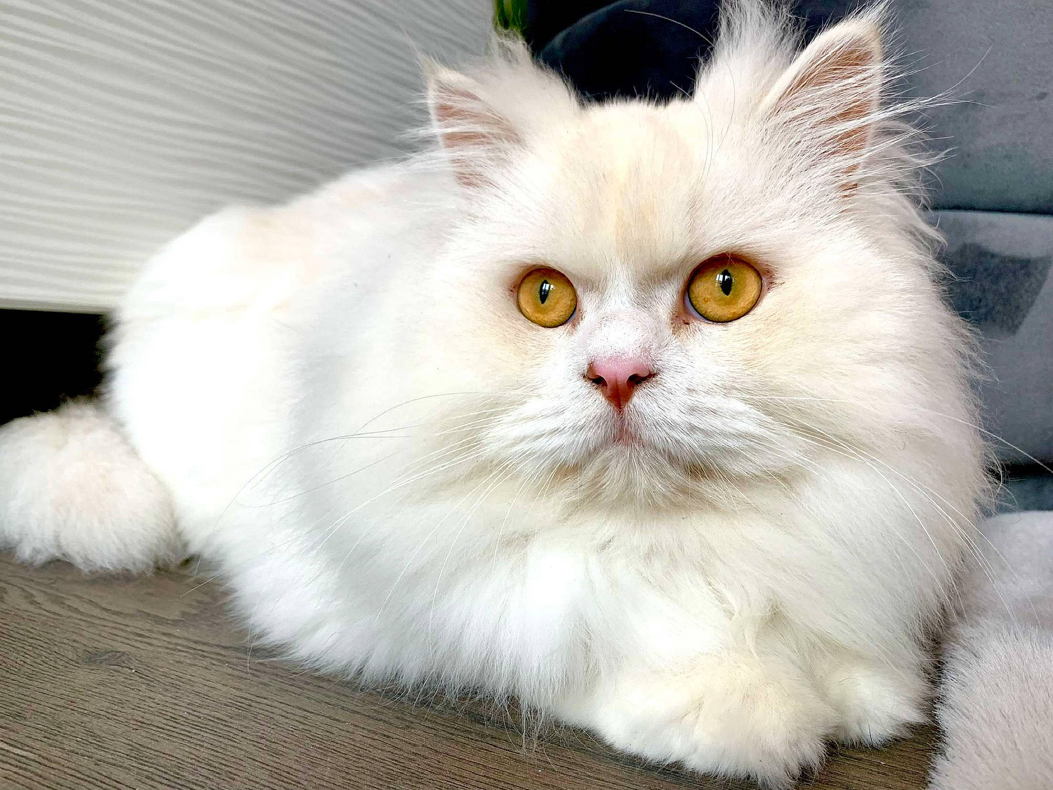 Popy participe au concours pour gagner de l'argent avec cette photo : carnivore, cat, felidae, flowering_plant, fur, paw, plant, small_to_medium_sized_cats, snout, whiskers