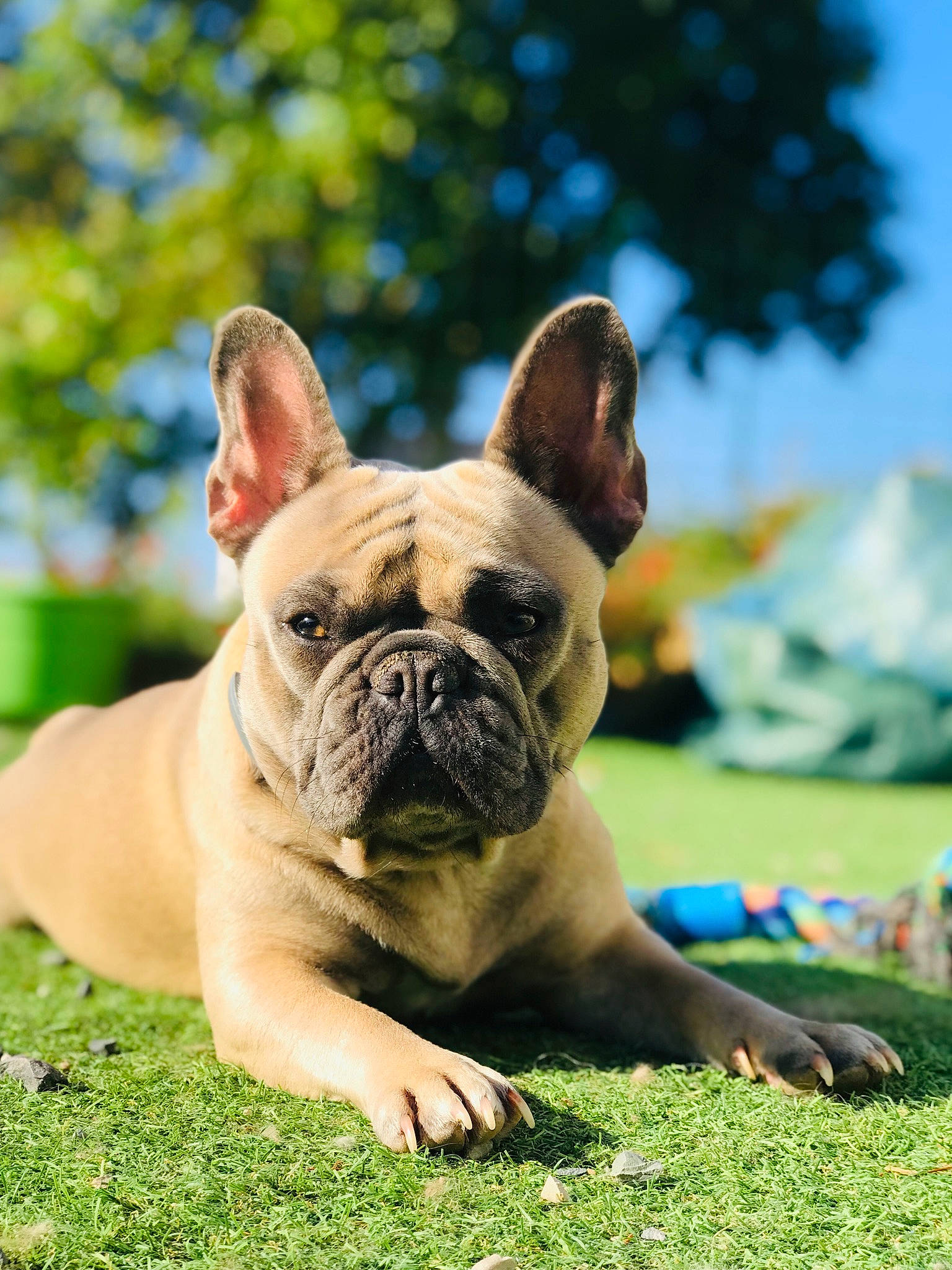 Rumba participe au concours pour gagner de l'argent avec cette photo : biting, bulldog, canidae, carnivore, comfort, companion_dog, dog, dog_breed, ear, fawn, grass, non_sporting_group, sky, snout, sporting_group, terrestrial_animal, tree, whiskers, working_animal, wrinkle