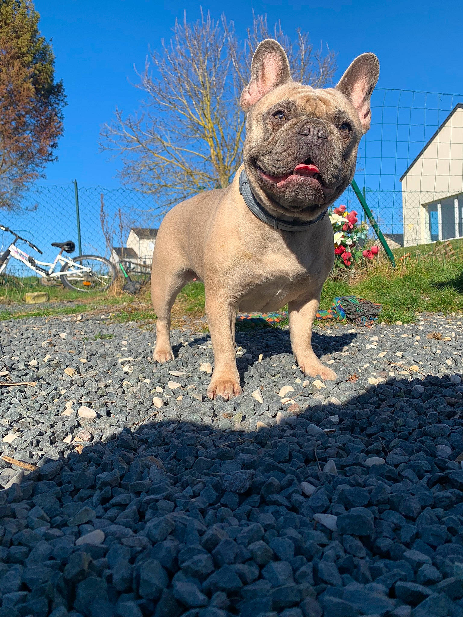 Rumba a rejoint le concours — aidez-le/la à gagner de superbes lots ! blue, canidae, carnivore, cobblestone, companion_dog, dog, dog_breed, electric_blue, fawn, grass, landscape, plant, road_surface, sky, snout, soil, sporting_group, terrestrial_animal, tree, window