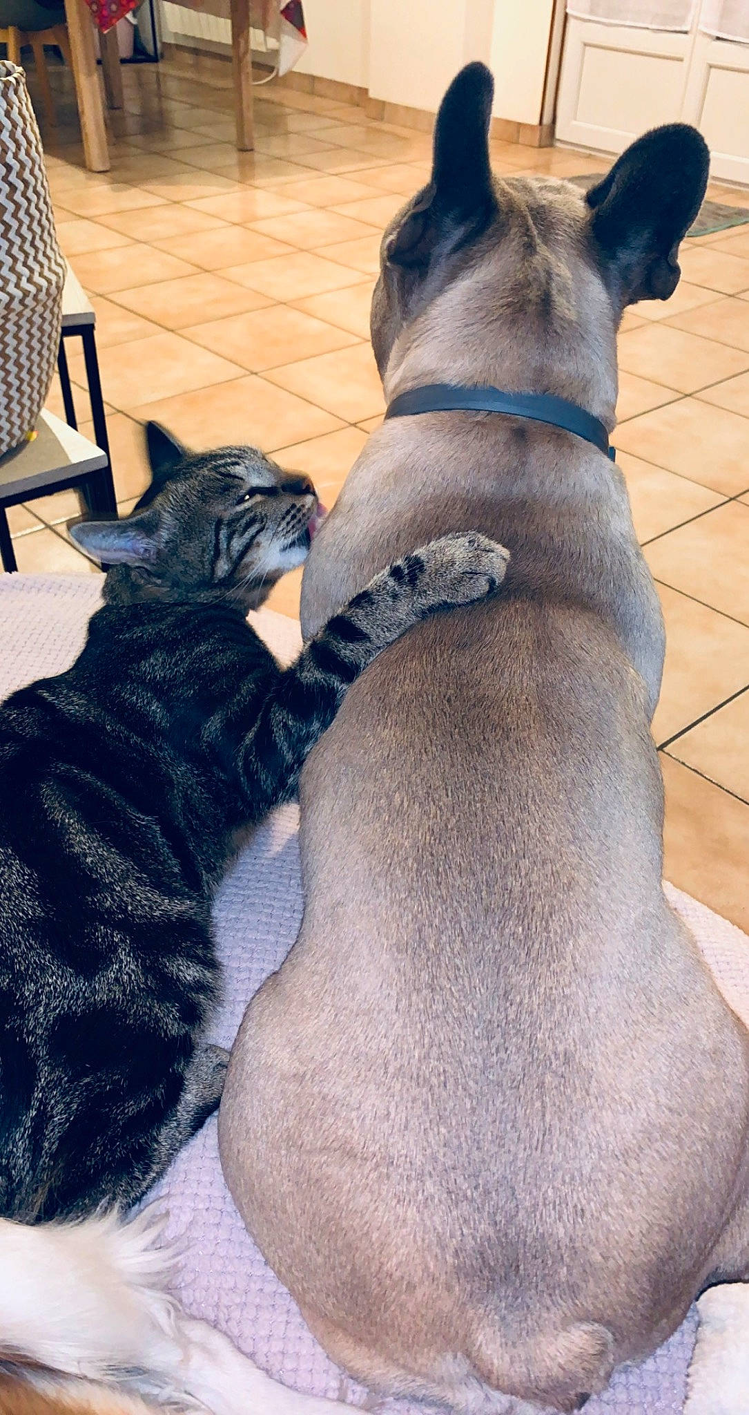 Rumba participe au concours pour gagner de l'argent avec cette photo : canidae, carnivore, chair, collar, comfort, companion_dog, dog, dog_breed, dog_collar, electric_blue, fawn, foot, grey, guard_dog, outdoor_furniture, snout, sporting_group, tail, terrestrial_animal, working_animal