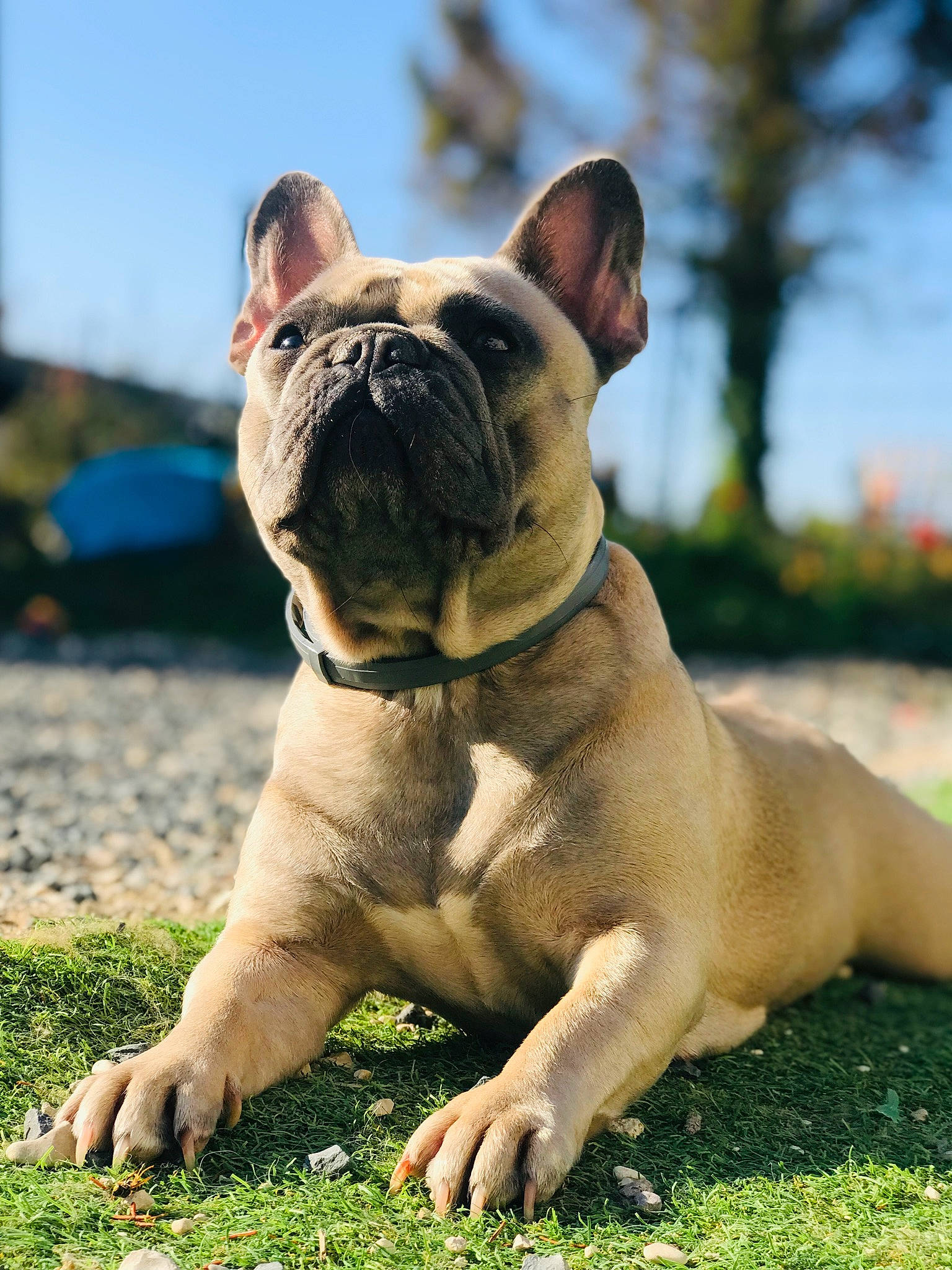 Rumba a rejoint le concours — aidez-le/la à gagner de superbes lots ! bulldog, canidae, carnivore, collar, companion_dog, dog, dog_breed, dog_collar, fawn, grass, molosser, non_sporting_group, plant, sky, snout, sporting_group, terrestrial_animal, toy_dog, whiskers, wrinkle