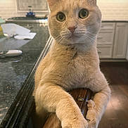 Yoshi is registered to the contest to win money with this photo: animal, cat, close_up, countertop, curious, domestic_animal, ears, feline, fur, home, indoor, kitchen, leather_chair, mammal, orange_cat, paws, pet, table, whiskers, wide_eyes