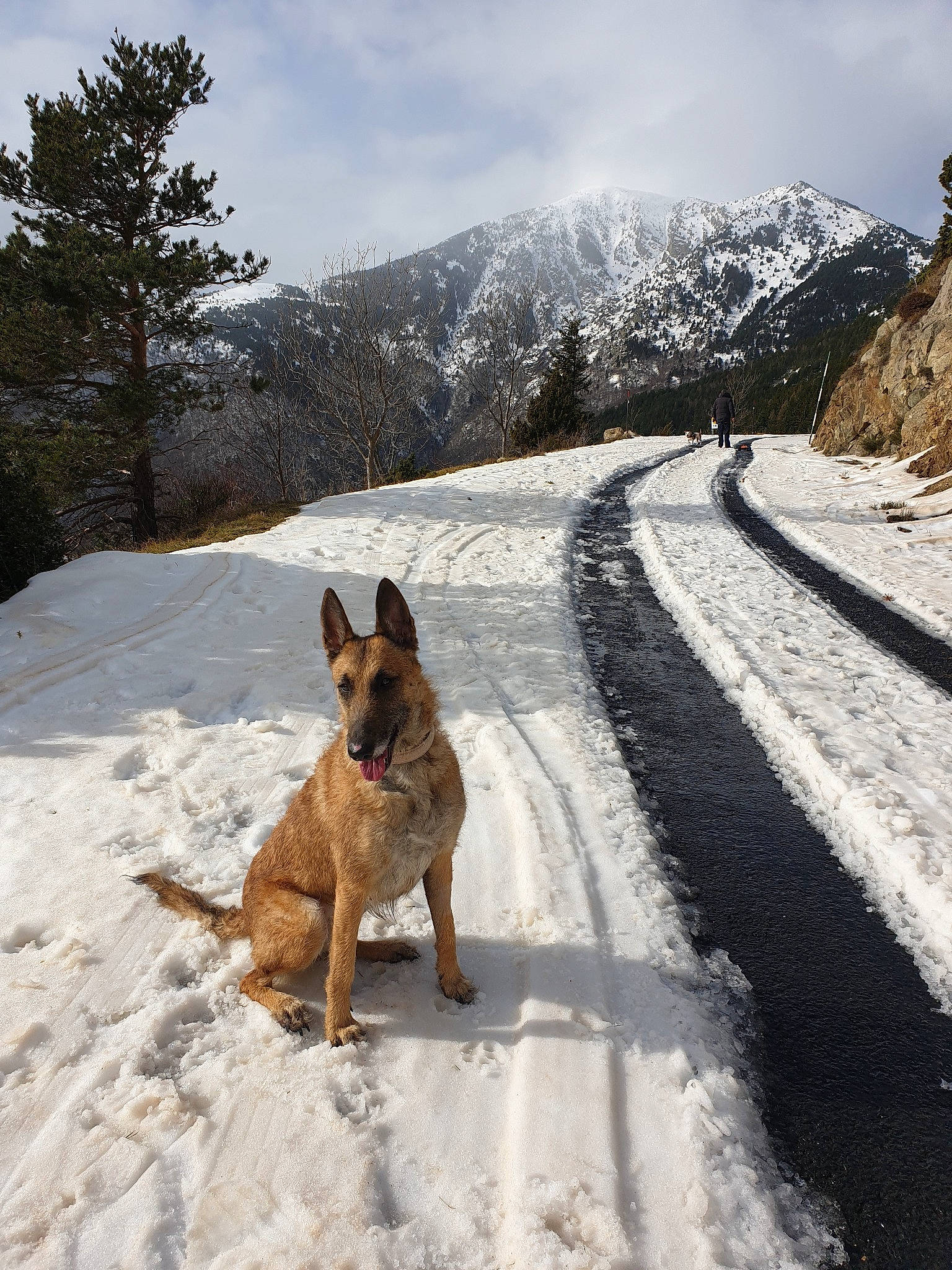 Mayana a rejoint le concours — aidez-le/la à gagner de superbes lots ! adventure, belgian_shepherd, belgian_shepherd_malinois, canidae, carnivore, dog, dog_breed, east_european_shepherd, freezing, geological_phenomenon, german_shepherd_dog, kunming_wolfdog, mountain, mountain_range, road, rock, snout, snow, winter, working_dog