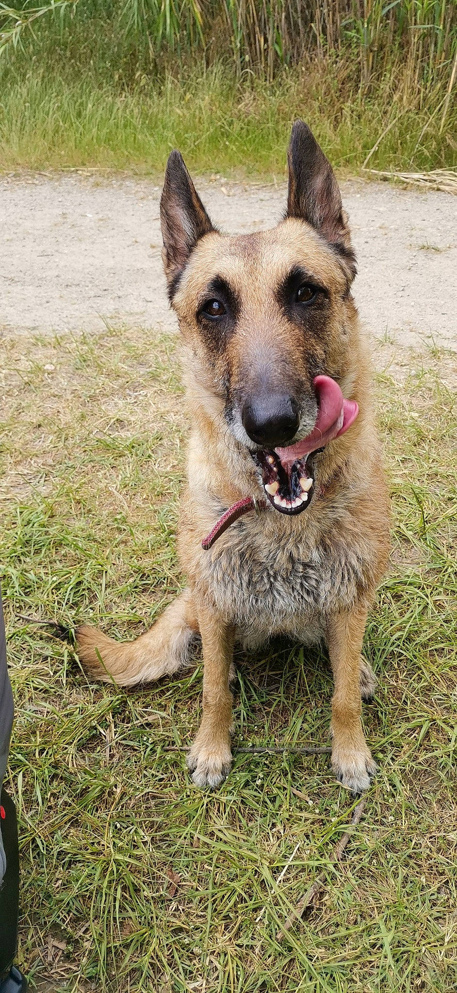 Mayana a rejoint le concours — aidez-le/la à gagner de superbes lots ! australian_cattle_dog, belgian_shepherd, belgian_shepherd_malinois, canidae, carnivore, dog, dog_breed, east_european_shepherd, fawn, german_shepherd_dog, king_shepherd, kunming_wolfdog, laekenois, mammal, rare_breed_dog, snout, vertebrate, working_dog