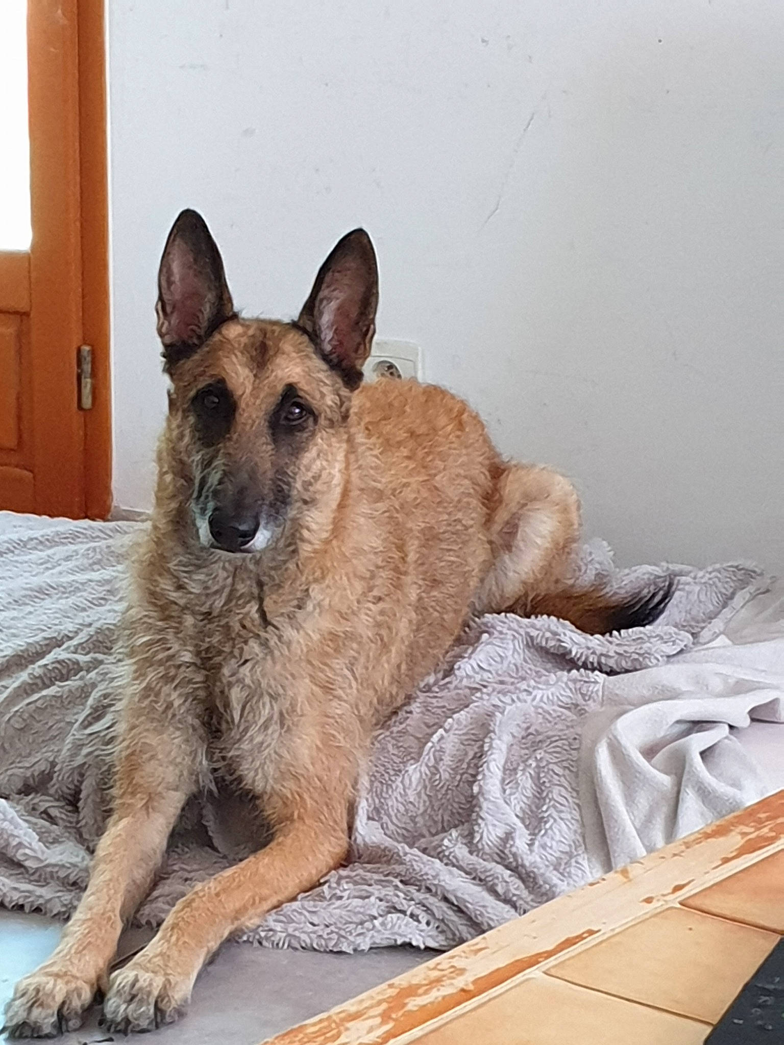 Mayana a rejoint le concours — aidez-le/la à gagner de superbes lots ! belgian_shepherd, belgian_shepherd_malinois, canidae, carnivore, dog, dog_breed, fawn, german_shepherd_dog, laekenois, mammal, old_german_shepherd_dog, rare_breed_dog, tervuren, vertebrate, working_dog