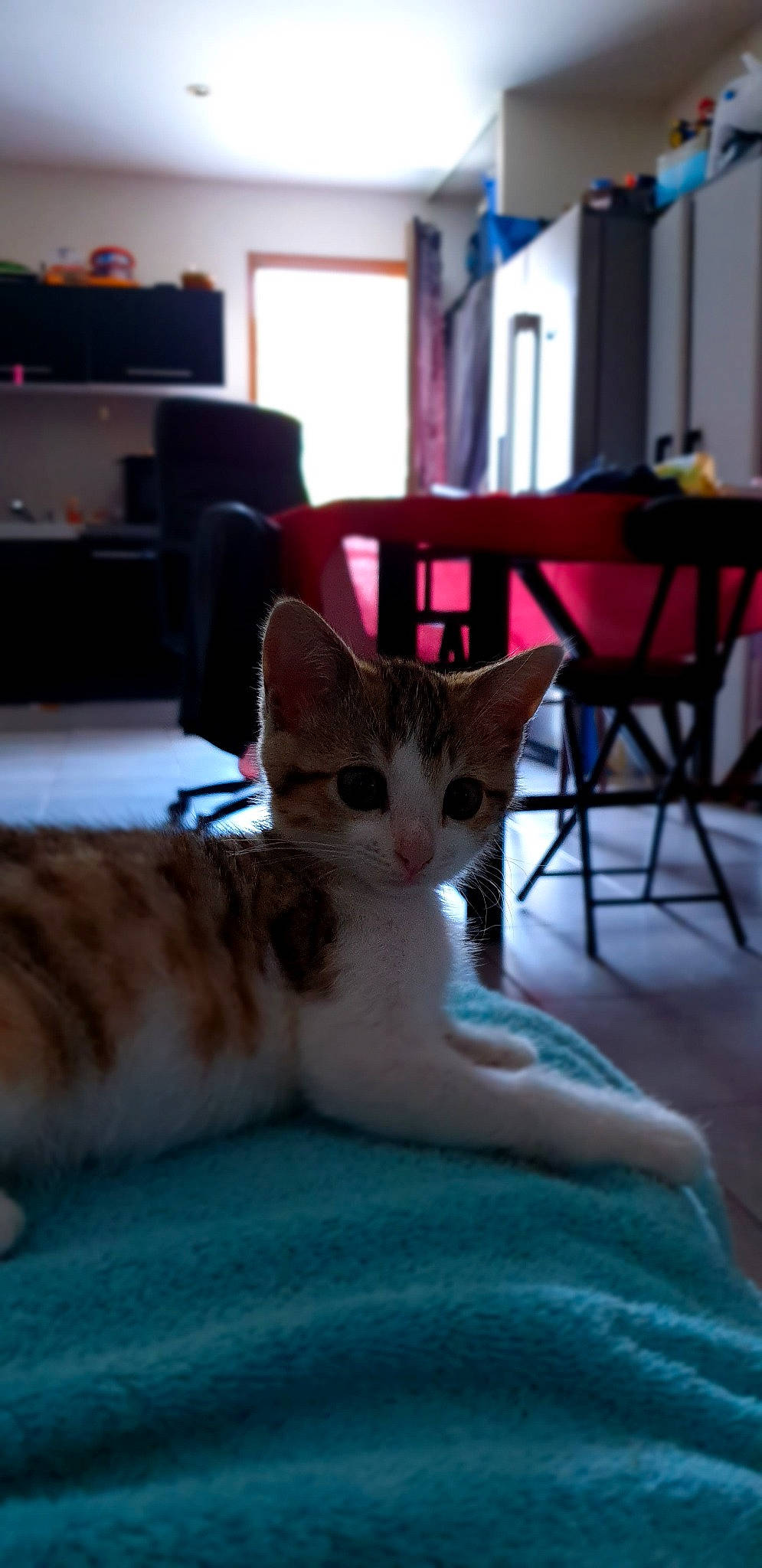 Curly a rejoint le concours — aidez-le/la à gagner de superbes lots ! aegean_cat, american_wirehair, asian, carnivore, cat, domestic_short_haired_cat, european_shorthair, fawn, felidae, fur, kitten, mammal, small_to_medium_sized_cats, tabby_cat, whiskers