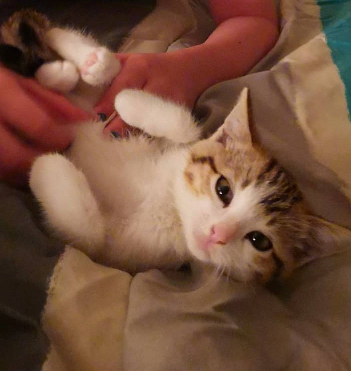 Curly a rejoint le concours — aidez-le/la à gagner de superbes lots ! aegean_cat, american_wirehair, asian, carnivore, cat, claw, domestic_short_haired_cat, european_shorthair, eye, felidae, fur, kitten, mammal, ojos_azules, paw, polydactyl_cat, singapura, small_to_medium_sized_cats, turkish_van, whiskers