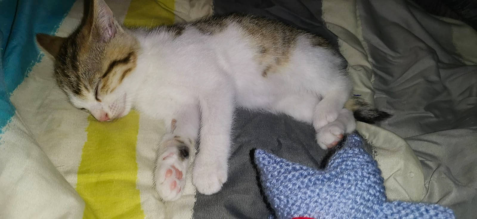 Curly a rejoint le concours — aidez-le/la à gagner de superbes lots ! aegean_cat, american_wirehair, asian, carnivore, cat, claw, domestic_short_haired_cat, european_shorthair, felidae, fur, kitten, mammal, norwegian_forest_cat, paw, polydactyl_cat, singapura, small_to_medium_sized_cats, vertebrate, whiskers