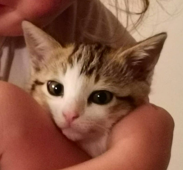 Curly participe au concours pour gagner de l'argent avec cette photo : aegean_cat, american_shorthair, american_wirehair, asian, carnivore, cat, domestic_short_haired_cat, dragon_li, european_shorthair, eye, felidae, hand, kitten, mammal, polydactyl_cat, singapura, small_to_medium_sized_cats, tabby_cat, vertebrate, whiskers