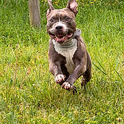 Akela participe au concours pour gagner de l'argent avec cette photo : dog, running, grass, outdoor, happy, playful, nature, pet, animal, ears, field, collar, canine, joyful, leaping, summer, green, active, tongue, energetic