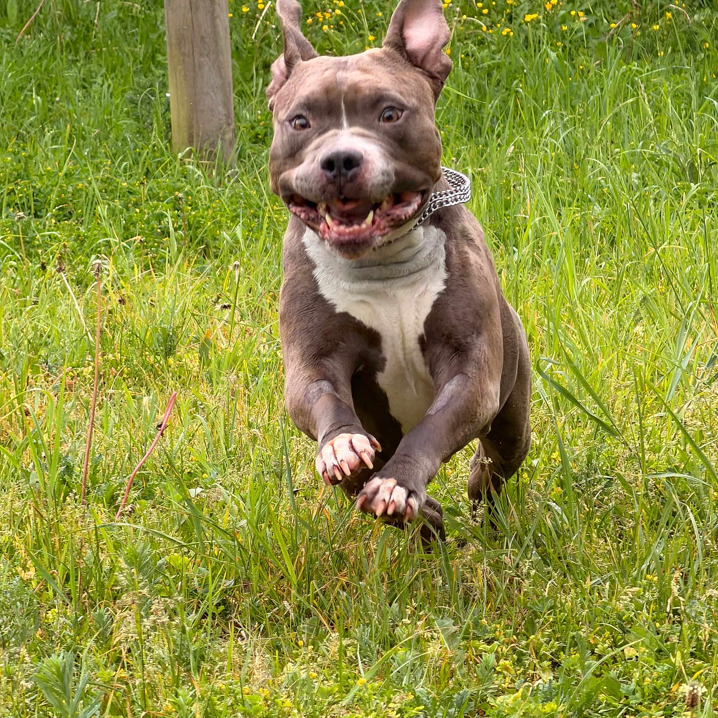 Akela participe au concours pour gagner de l'argent avec cette photo : dog, running, grass, outdoor, happy, playful, nature, pet, animal, ears, field, collar, canine, joyful, leaping, summer, green, active, tongue, energetic