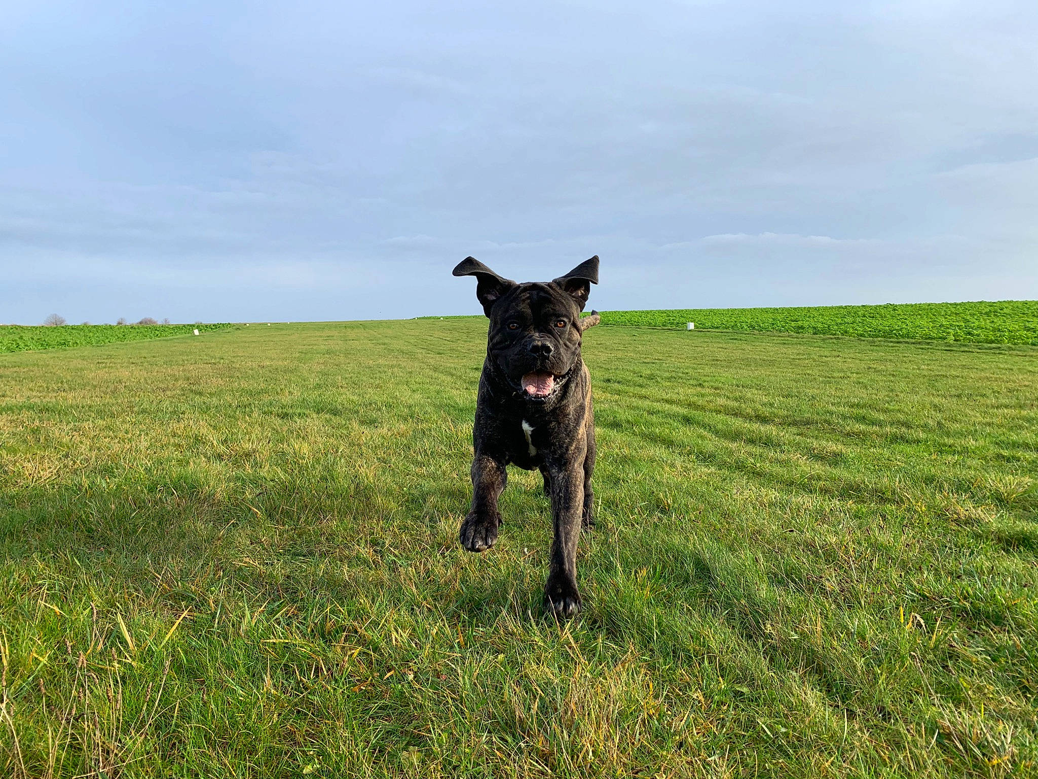 Major a rejoint le concours — aidez-le/la à gagner de superbes lots ! canidae, carnivore, dog, dog_breed, farm, field, grass, grassland, hunting_dog, labrador_retriever, mammal, meadow, pasture, patterdale_terrier, plant, prairie, sporting_group