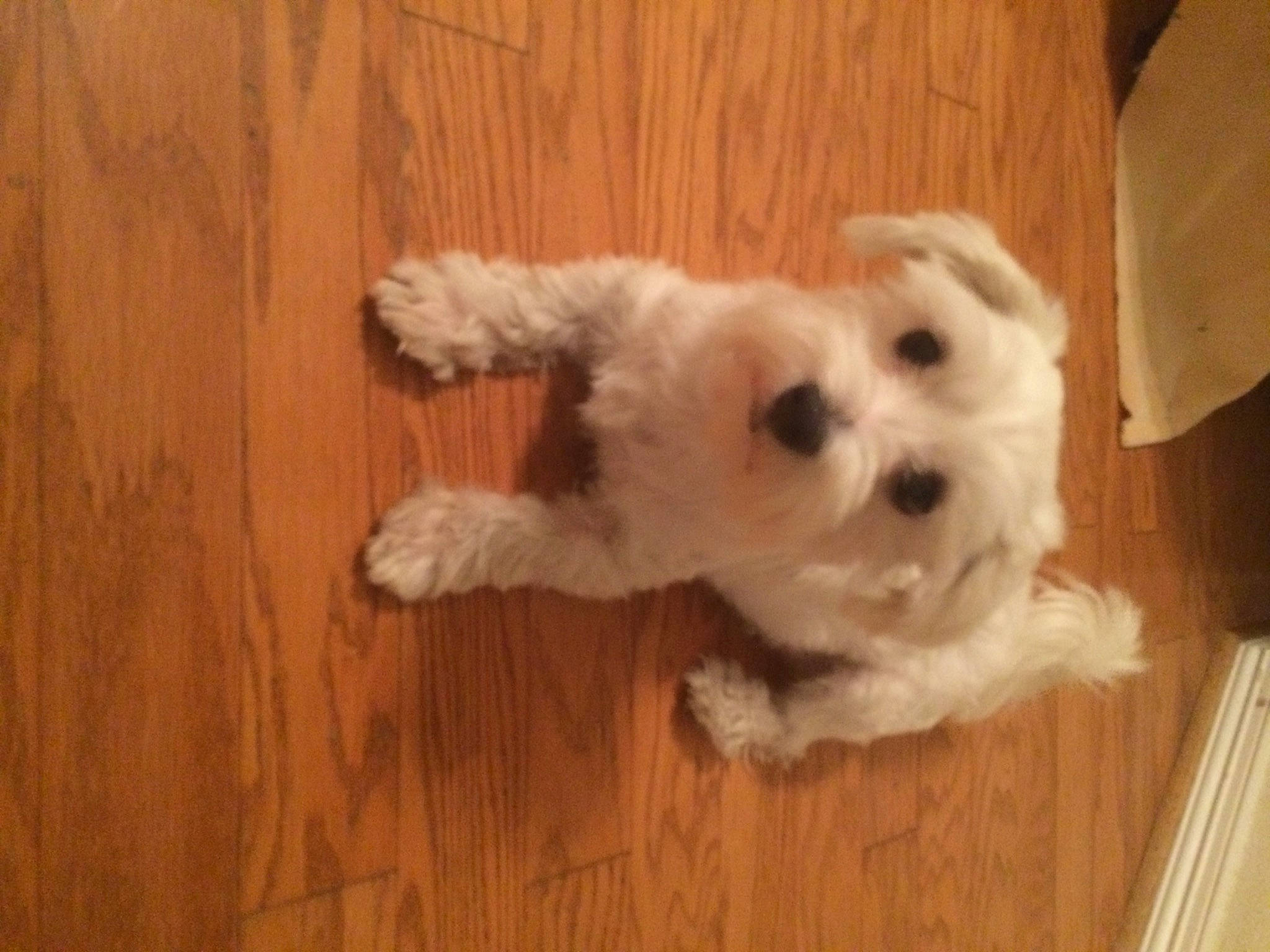 Charlotte Sheikh is registered to the contest to win money with this photo: carnivore, companion_dog, dog, dog_breed, fawn, flooring, fur, hardwood, laminate_flooring, small_terrier, snout, tail, terrier, toy_dog, varnish, whiskers, wood, wood_flooring, wood_stain, working_animal