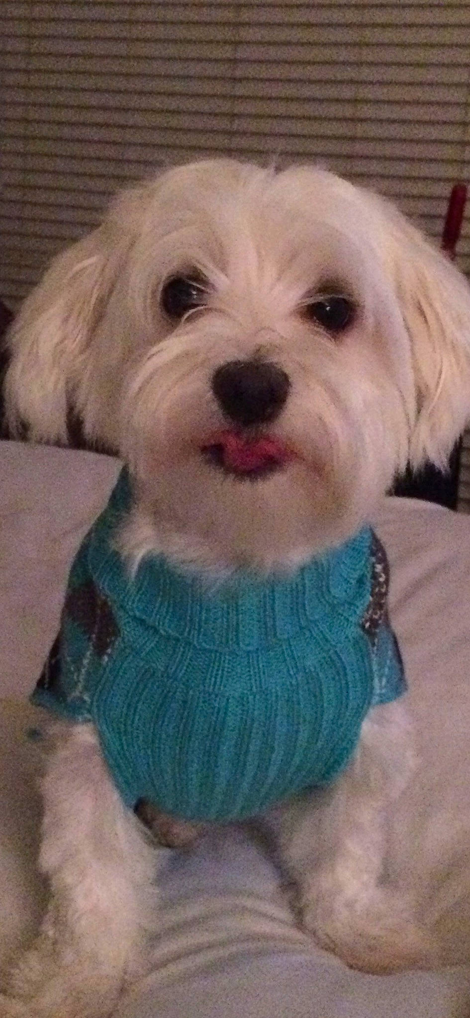 Charlotte Sheikh joined the competition — help win amazing prizes! canidae, carnivore, companion_dog, dog, dog_breed, dog_clothes, dog_supply, fawn, fur, hair, maltepoo, puppy, puppy_love, small_terrier, smile, snout, sporting_group, terrier, toy_dog, working_animal