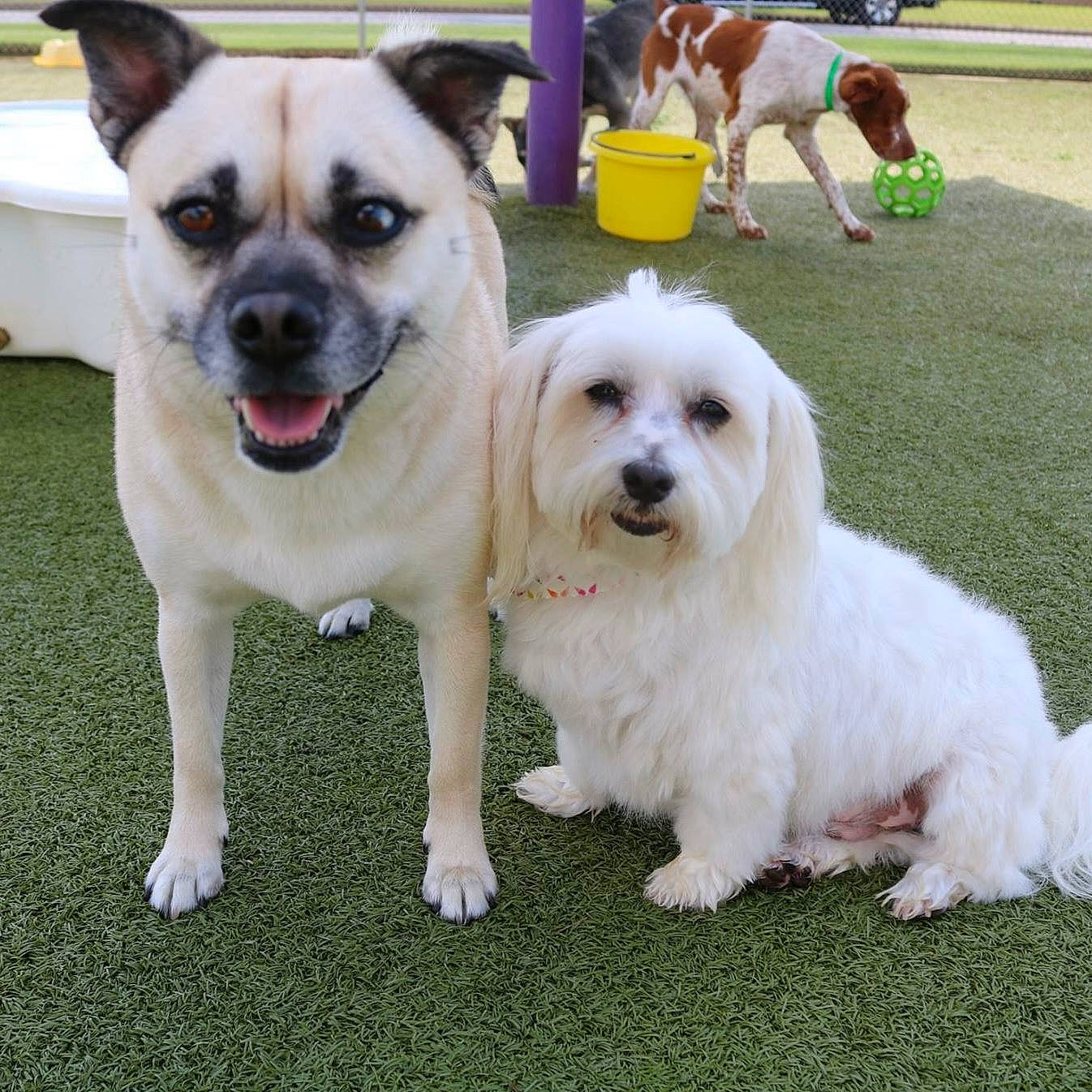 Charlotte Sheikh joined the competition — help win amazing prizes! ancient_dog_breeds, canidae, carnivore, collar, companion_dog, dog, dog_breed, dog_collar, grass, mammal, non_sporting_group, plant, puppy, snout, toy_dog, working_animal