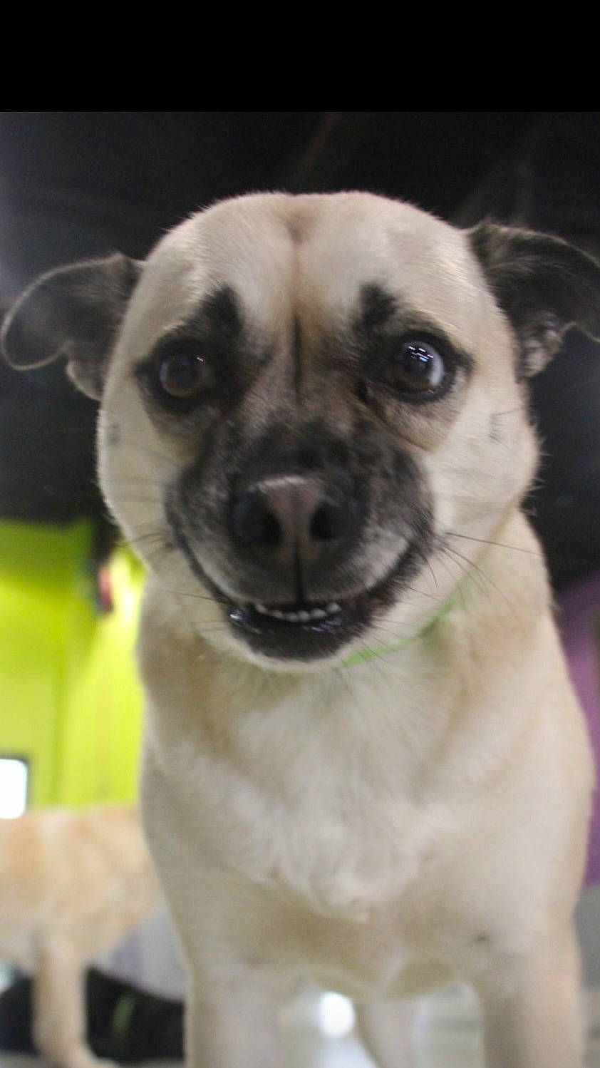 Charlotte Sheikh joined the competition — help win amazing prizes! ancient_dog_breeds, canidae, carnivore, companion_dog, dog, dog_breed, fawn, fur, non_sporting_group, pug, snout, sporting_group, terrestrial_animal, toy_dog, whiskers, wildlife, working_animal, wrinkle