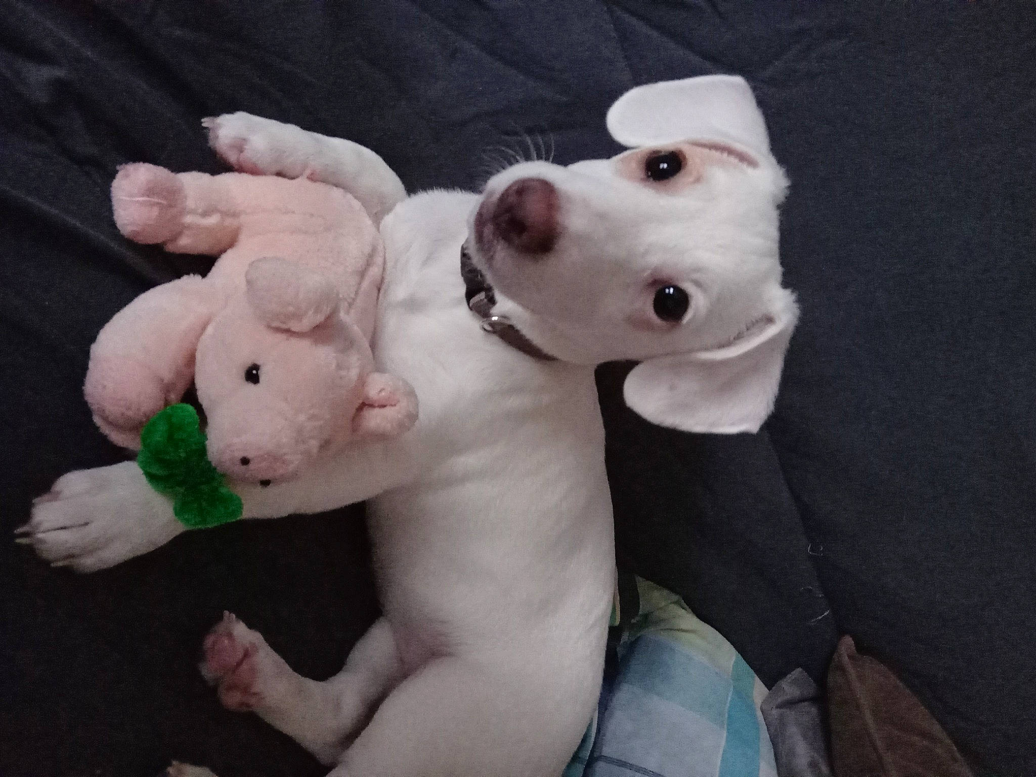 Toupie participe au concours pour gagner de l'argent avec cette photo : canidae, carnivore, collar, companion_dog, dog, dog_breed, dog_collar, ear, fawn, fictional_character, gesture, happy, head, plush, snout, sporting_group, stuffed_toy, tail, toy, working_animal