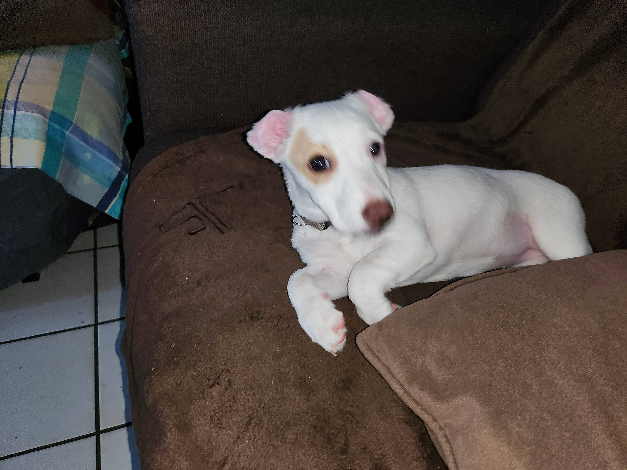 Toupie participe au concours pour gagner de l'argent avec cette photo : canidae, carnivore, collar, comfort, companion_dog, couch, dog, dog_breed, dog_collar, fawn, paw, pet_supply, rampur_greyhound, sighthound, snout, sporting_group, tail, terrestrial_animal, whiskers, working_animal