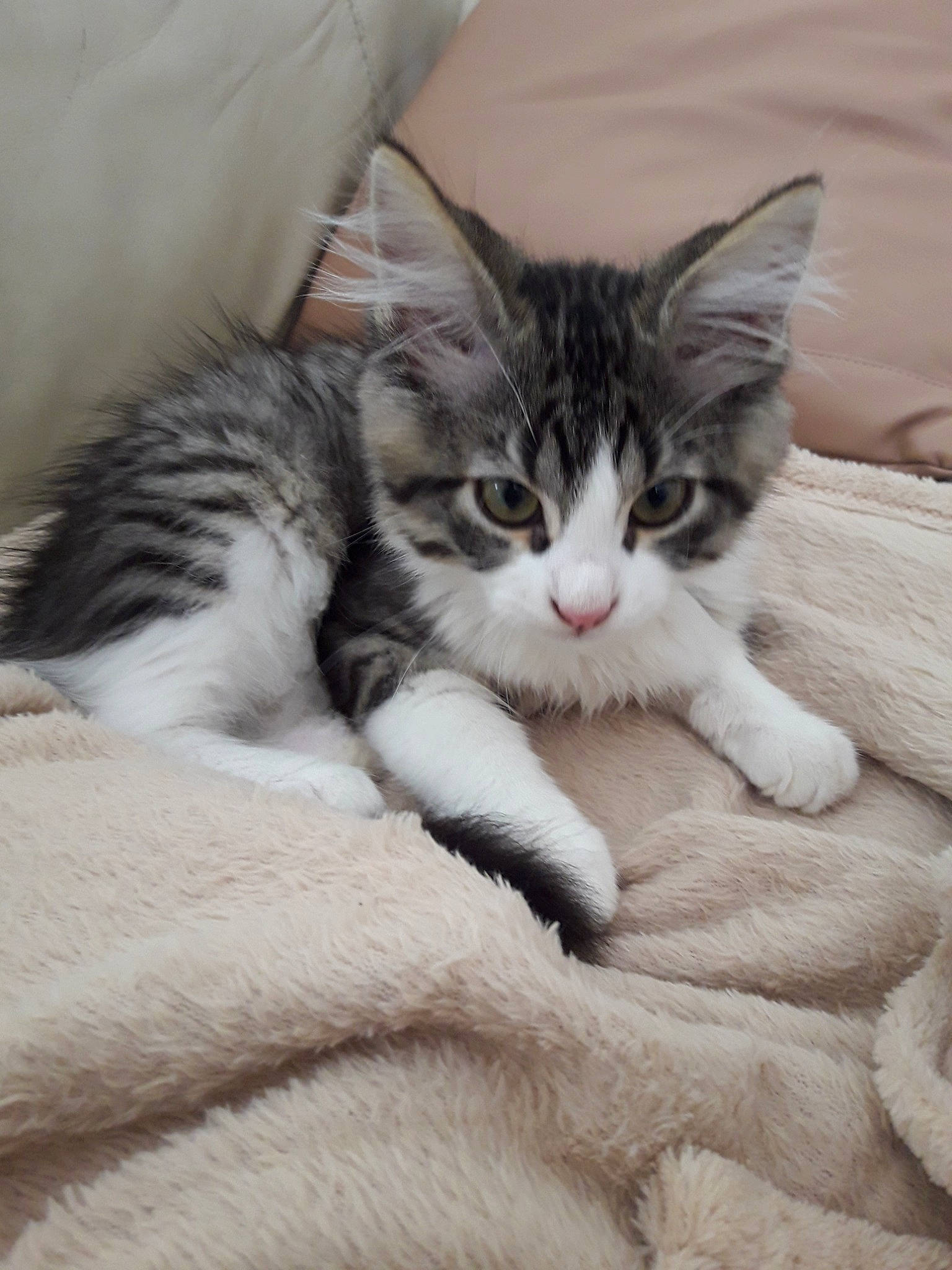 Alfie a rejoint le concours — aidez-le/la à gagner de superbes lots ! aegean_cat, american_shorthair, american_wirehair, asian, british_semi_longhair, carnivore, cat, domestic_short_haired_cat, dragon_li, european_shorthair, felidae, fur, kitten, mammal, norwegian_forest_cat, polydactyl_cat, small_to_medium_sized_cats, tabby_cat, vertebrate, whiskers