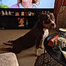 brown_dog, cup, curious, decor, dog, floor, furniture, glass, glasses, home, indoor, living_room, person_on_tv, pet, relaxed, rug, sofa, table, television, watching_tv