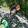 adventure, animal, bag, brown, canine, daylight, dog, forest, greenery, ground, leaves, nature, outdoor, pet, riverbed, rocks, shade, sunlight, travel, white