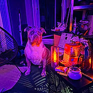 Havana a rejoint le concours — aidez-le/la à gagner de superbes lots ! chair, clutter, colorful_lighting, dog, domestic, floor, furniture, household_items, indoor, lamp, orange_lighting, pet, purple_lighting, room, shadow, shelf, sitting, snacks, table, window